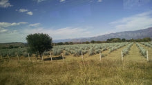 Tour Tequila Jalisco  *1 día.
